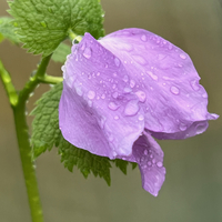 Glaucidium palmatum